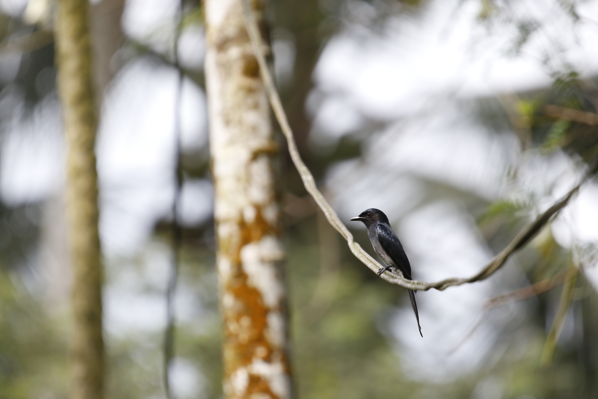 White-bellied Drongo (Dicrurus caerulescens), photo 5
