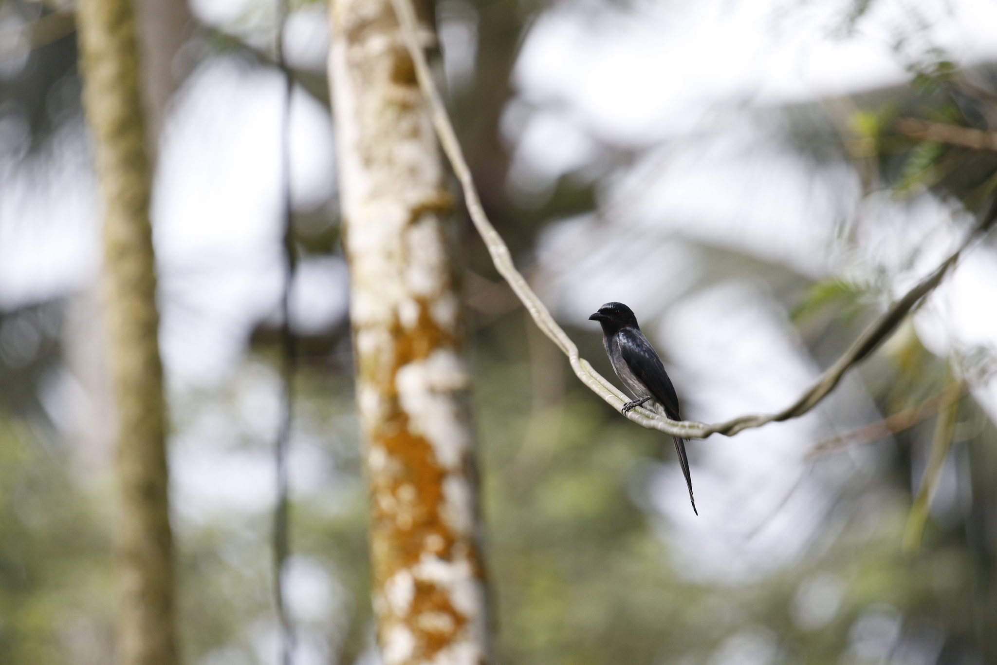 White-bellied Drongo (Dicrurus caerulescens), photo 6