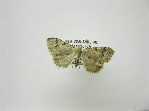 Helastia cinerearia photo 4
