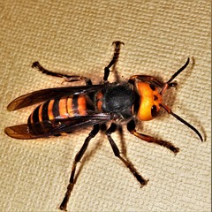 Vespa mandarinia japonica