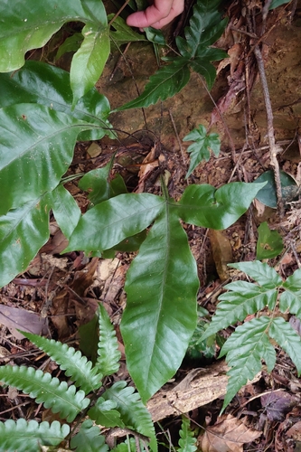 Tectaria harlandii (Tectaria harlandii)