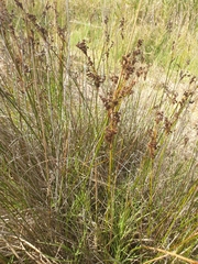 Juncus kraussii