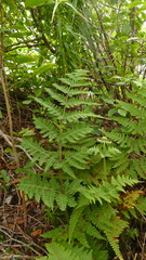 Hypolepis amaurorachis