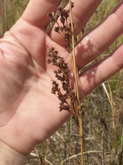 Juncus kraussii