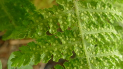 Hypolepis amaurorachis