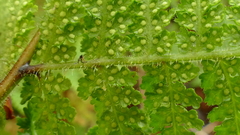 Hypolepis amaurorachis