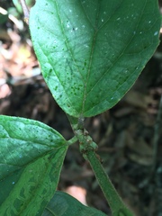 Ochropepla punctum