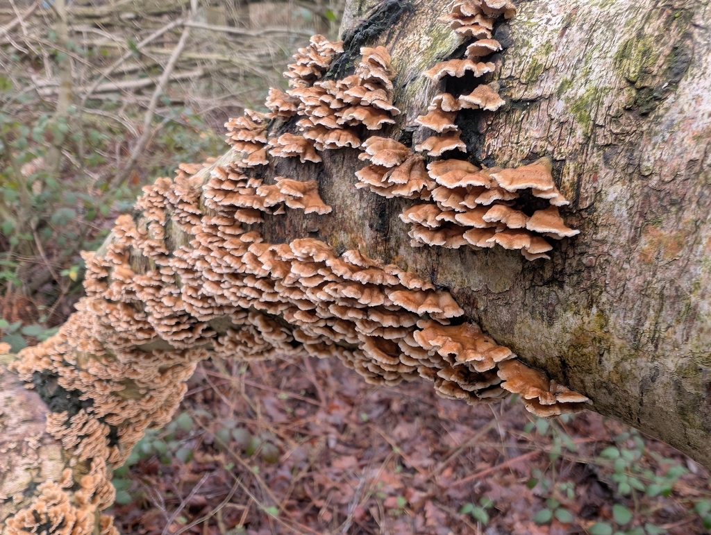 Plicatura crispa · January 2026 · photo: © markbreaks (iNaturalist, cc-by)