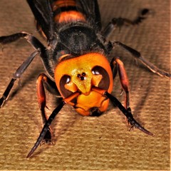 Vespa mandarinia japonica