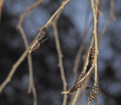 Lasioglossum peraustrale