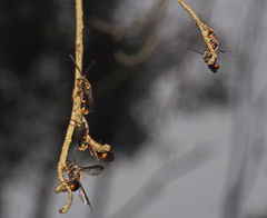 Lasioglossum peraustrale