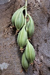 Clowesia russelliana