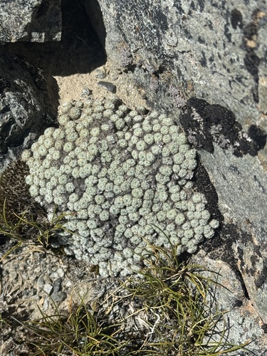 Vegetable Sheep (Raoulia mammillaris)