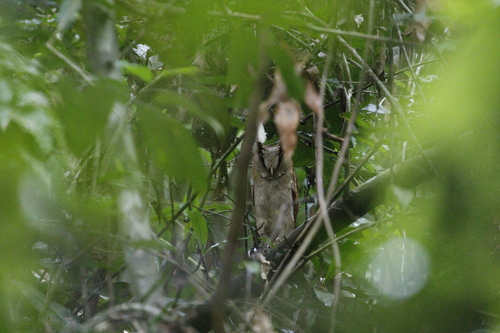 Sri Lanka Bay Owl (Phodilus assimilis)