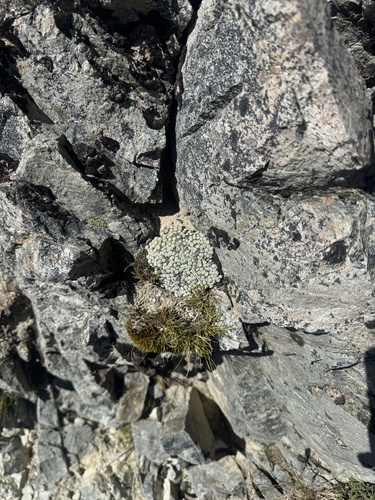 Raoulia mammillaris, photograph 2