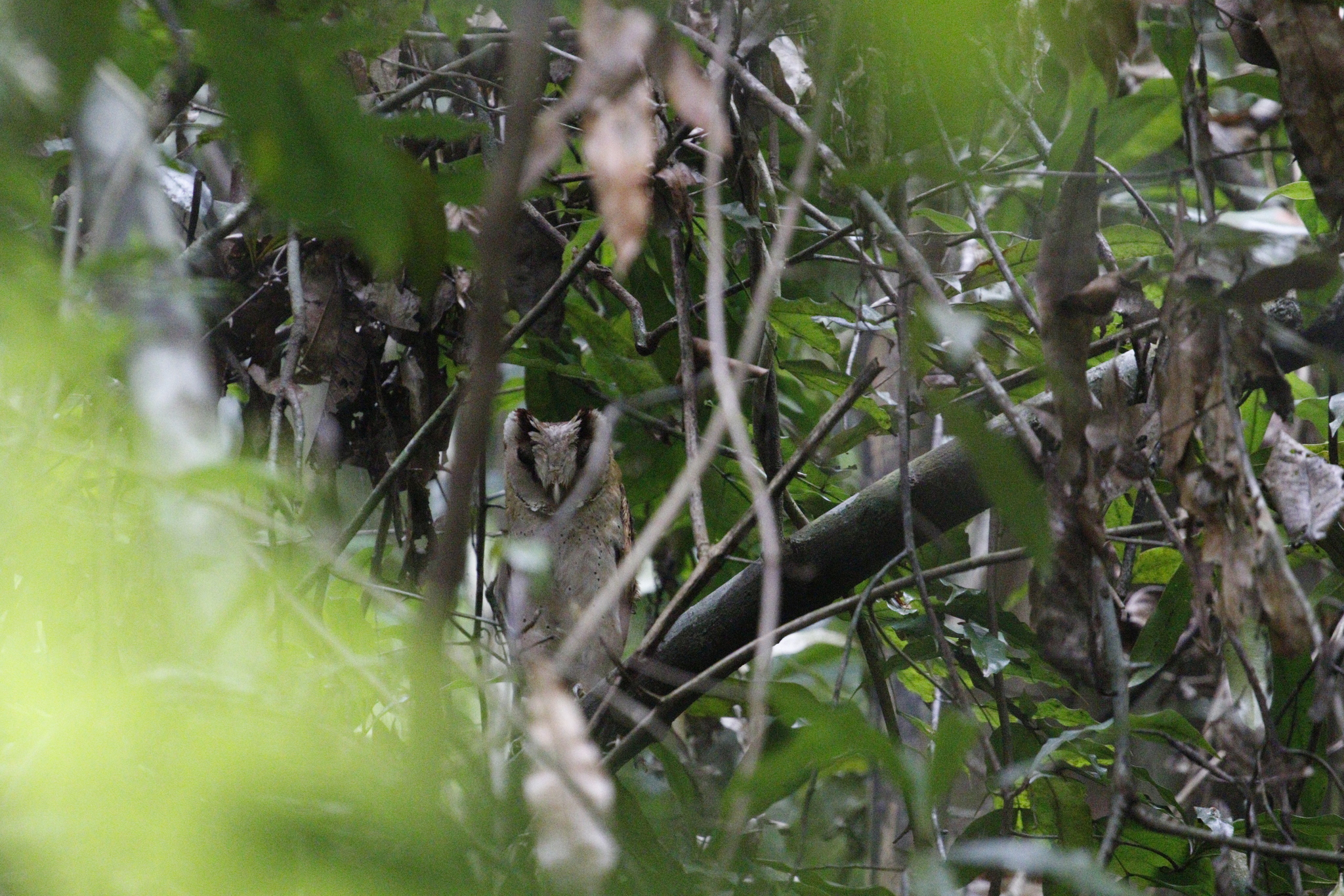 Sri Lanka Bay Owl (Phodilus assimilis), photo 3