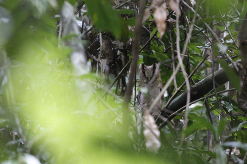 Sri Lanka Bay Owl (Phodilus assimilis), photo 2