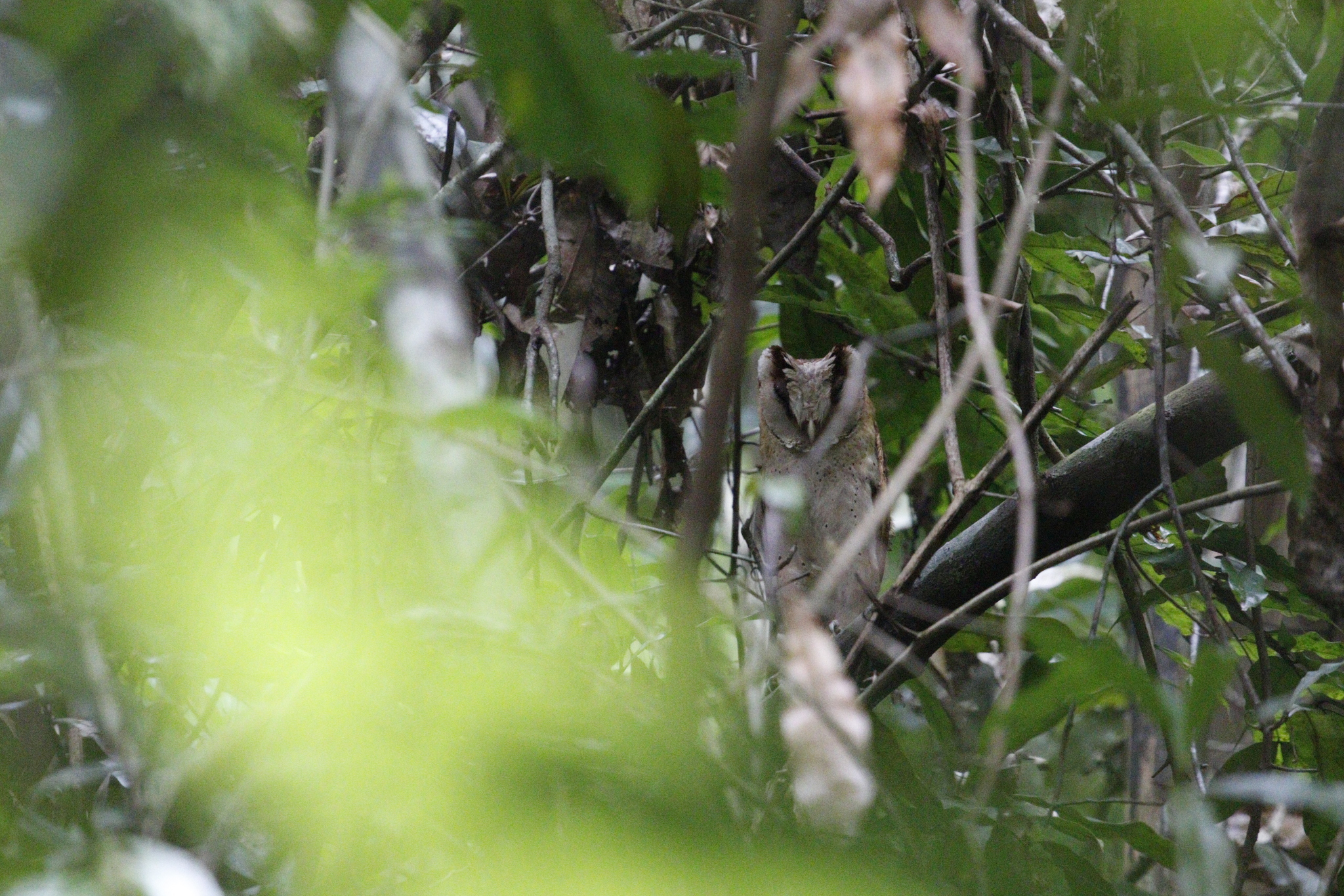 Sri Lanka Bay Owl (Phodilus assimilis), photo 2