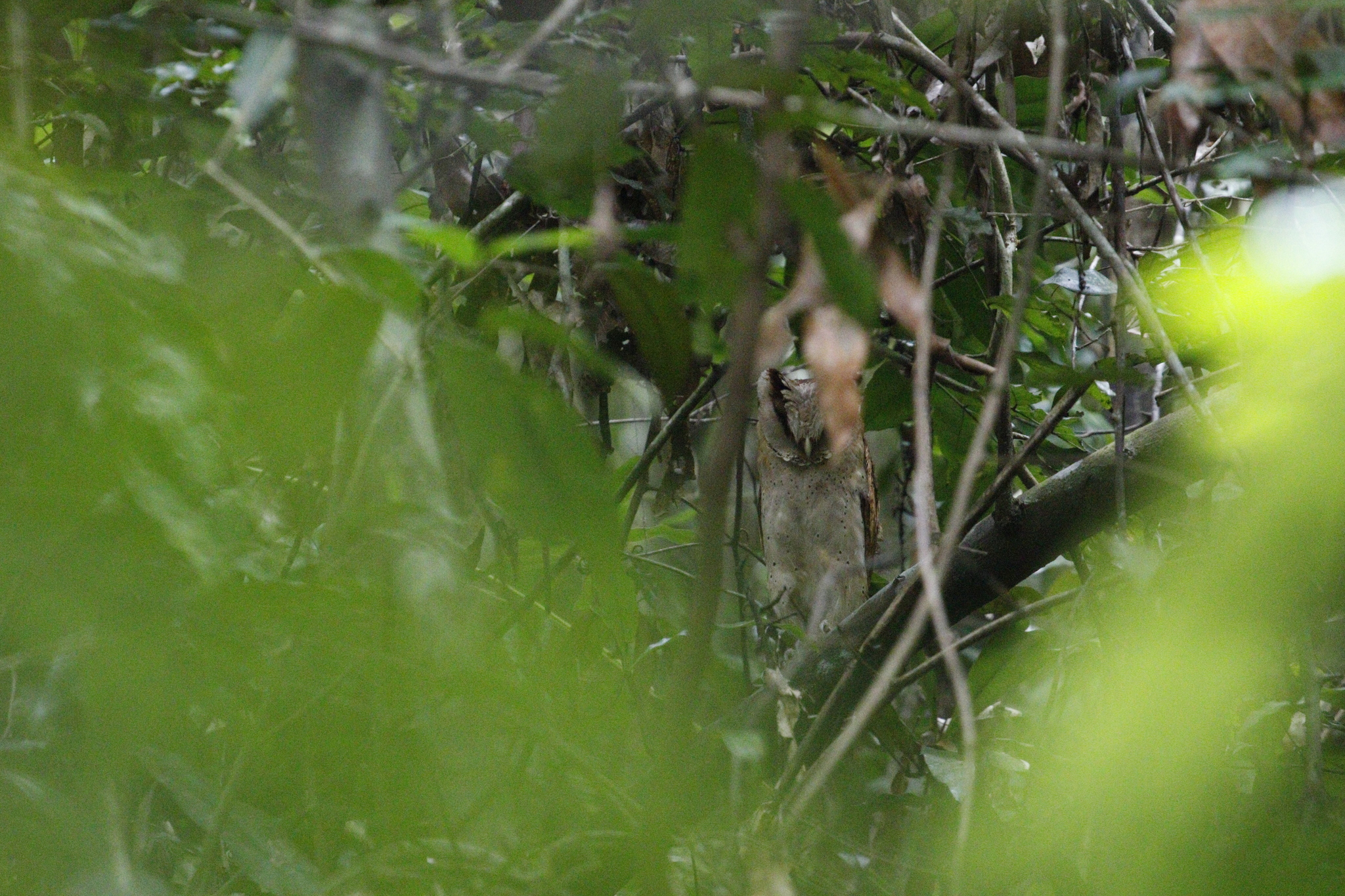 Sri Lanka Bay Owl (Phodilus assimilis), photo 4