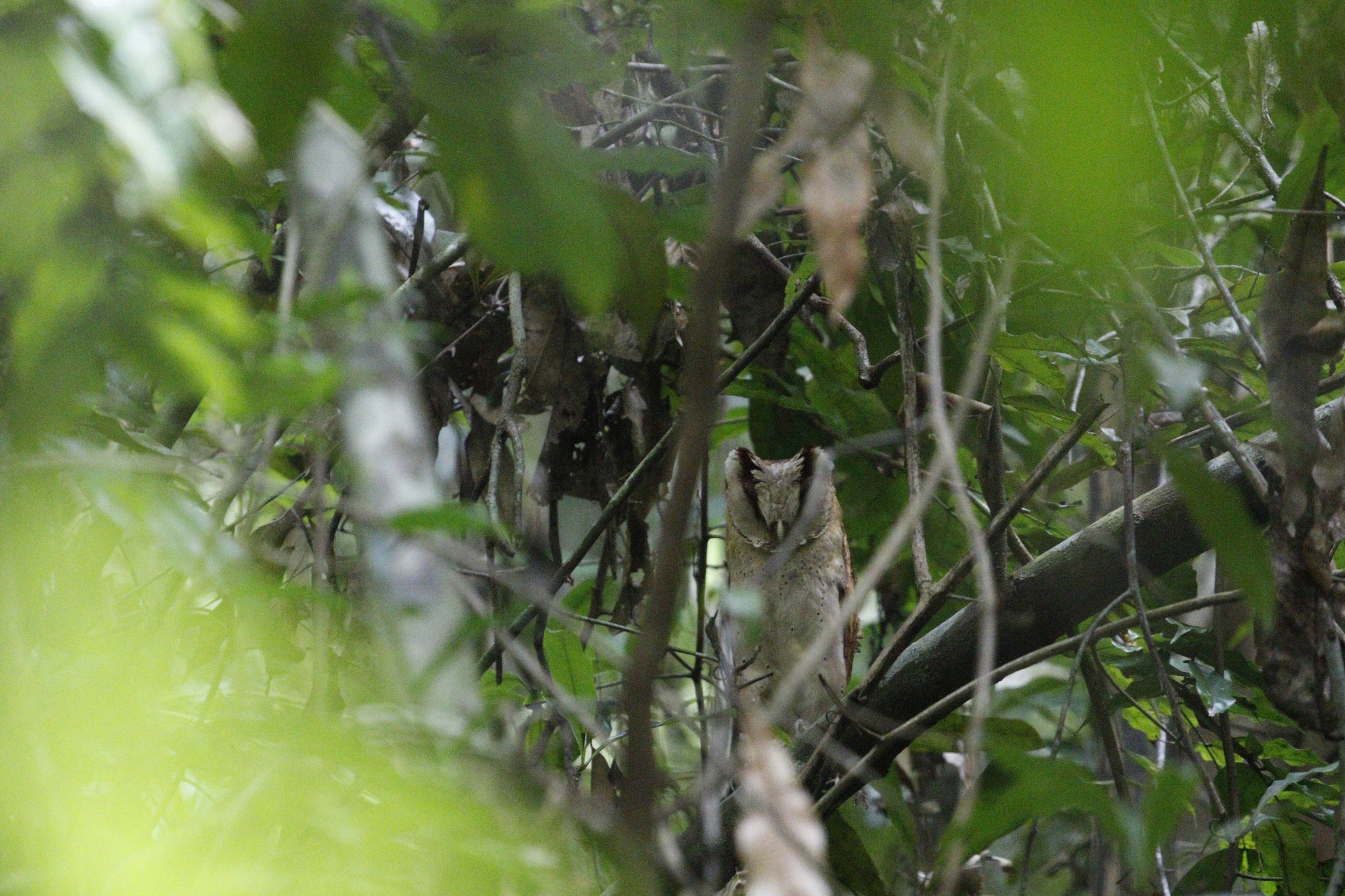 Sri Lanka Bay Owl (Phodilus assimilis), photo 5