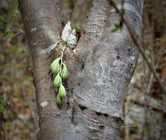 Clowesia russelliana