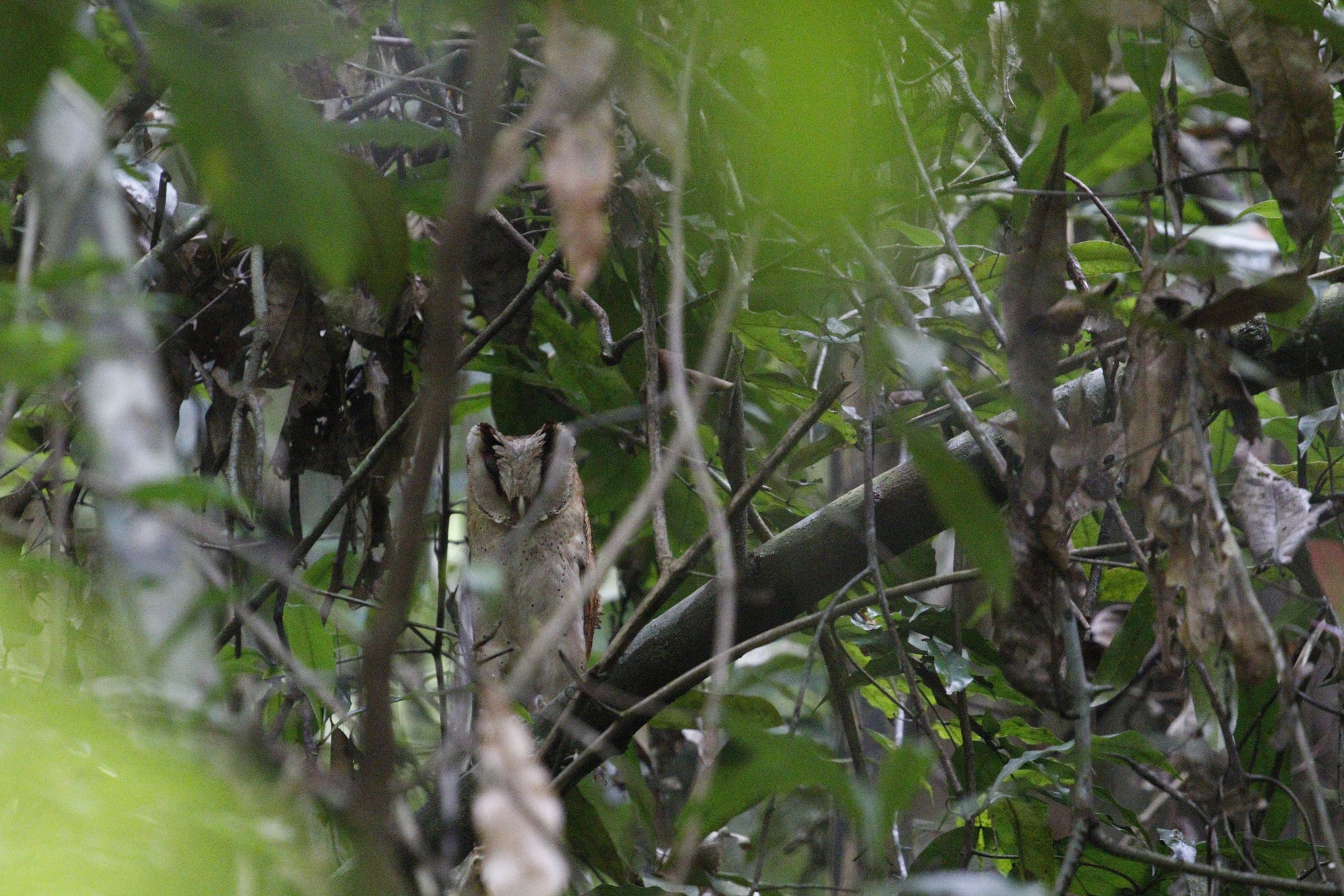 Sri Lanka Bay Owl (Phodilus assimilis), photo 6