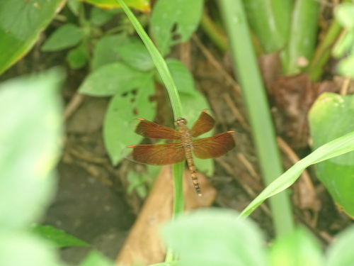 Neurothemis terminata