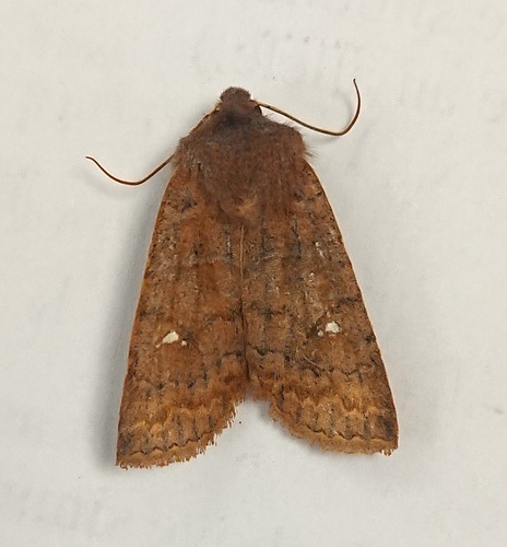 Straight-toothed Sallow photo 4