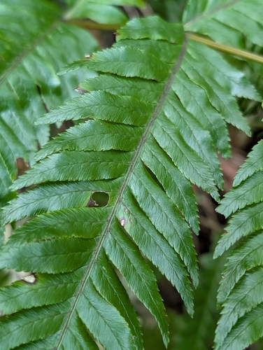 Pteris incompleta, photograph 6