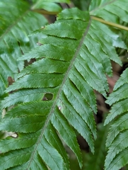 Pteris incompleta, photograph author not stated, no rights reserved