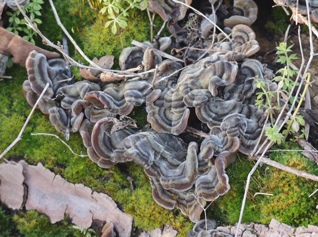 Auricularia mesenterica · January 2026 · photo: © jerry2018 (iNaturalist, cc0)