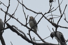 Agropsar philippensis