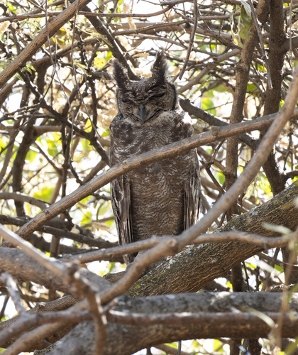 Greyish Eagle-Owl (Bubo cinerascens), photo 6