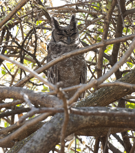 Greyish Eagle-Owl (Bubo cinerascens), photo 7
