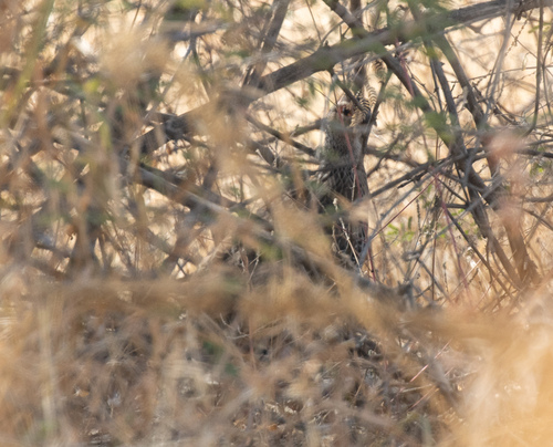 Clapperton's Spurfowl (Pternistis clappertoni)