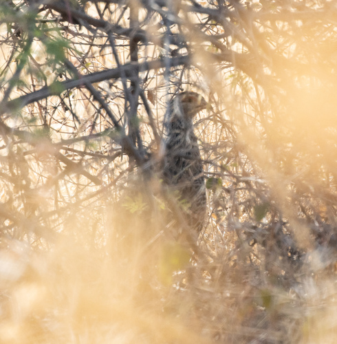 Clapperton's Spurfowl (Pternistis clappertoni), photo 2