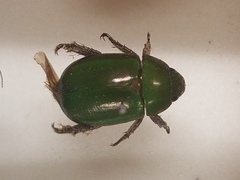 Anoplognathus punctulatus