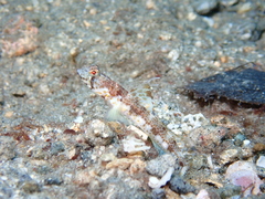 Allen's Shrimpgoby photo 3