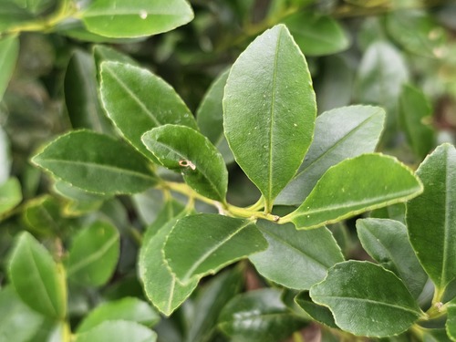 Ilex maximowicziana iNat (3)