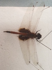 Tramea stenoloba