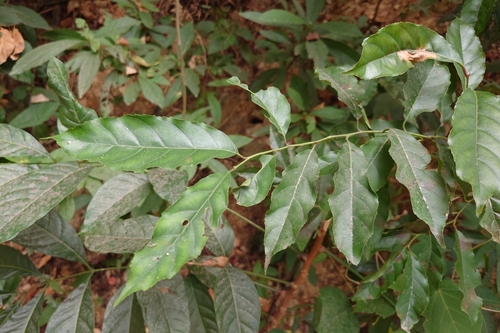 Smallflower Sweet Spire (Itea parviflora)