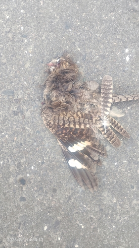 Savanna Nightjar (Caprimulgus affinis), photo 5