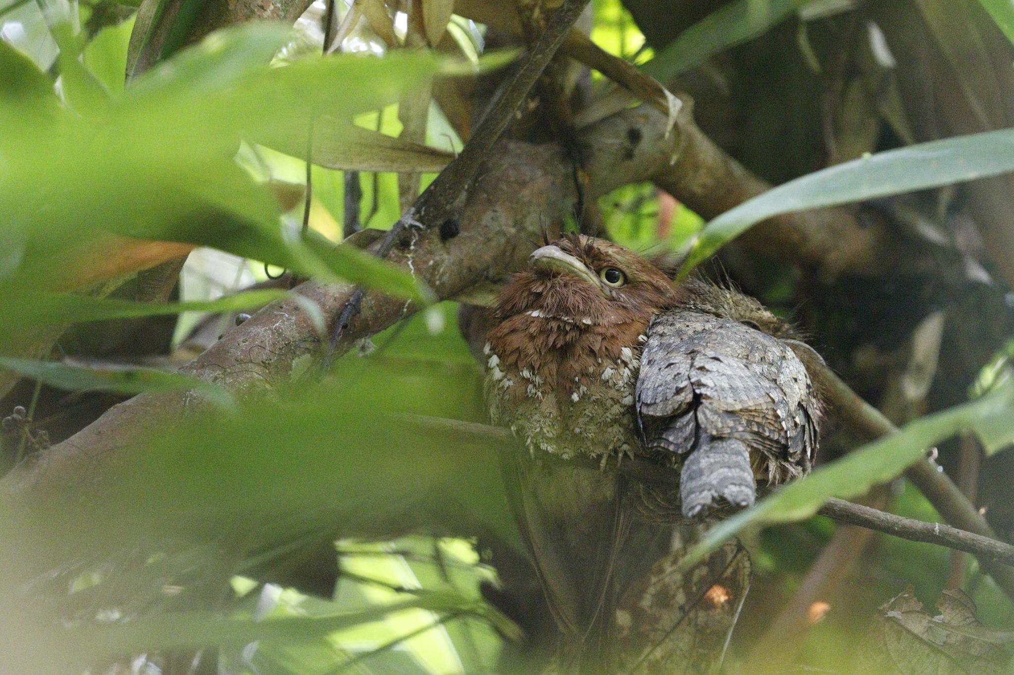 Sri Lanka Frogmouth (Batrachostomus moniliger), photo 1