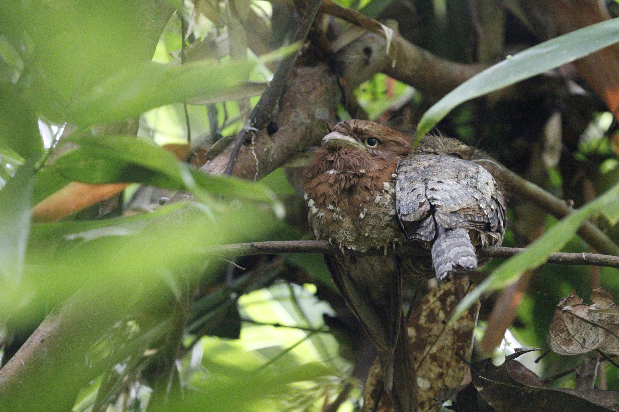 Sri Lanka Frogmouth (Batrachostomus moniliger), photo 2