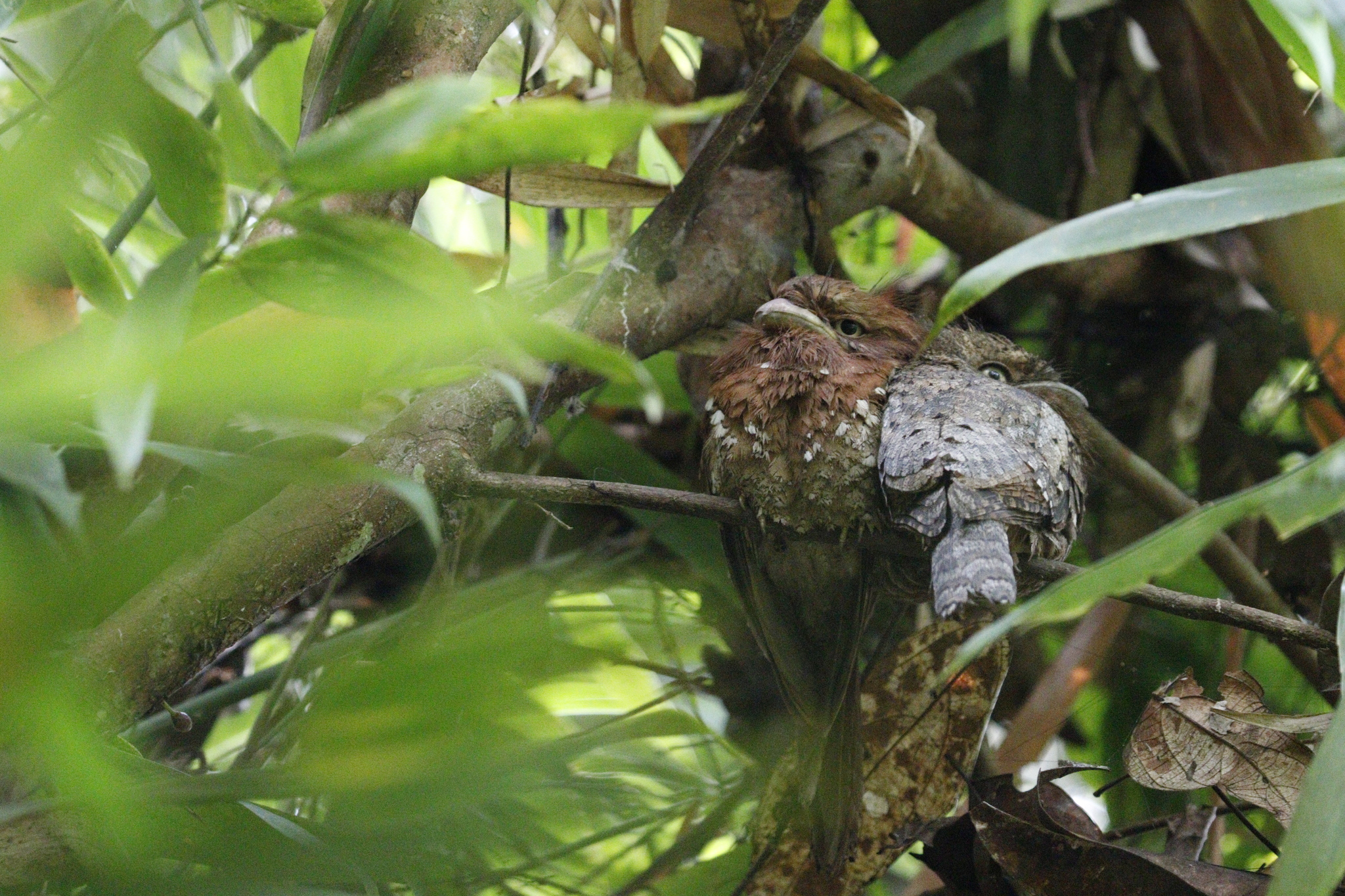 Sri Lanka Frogmouth (Batrachostomus moniliger), photo 3