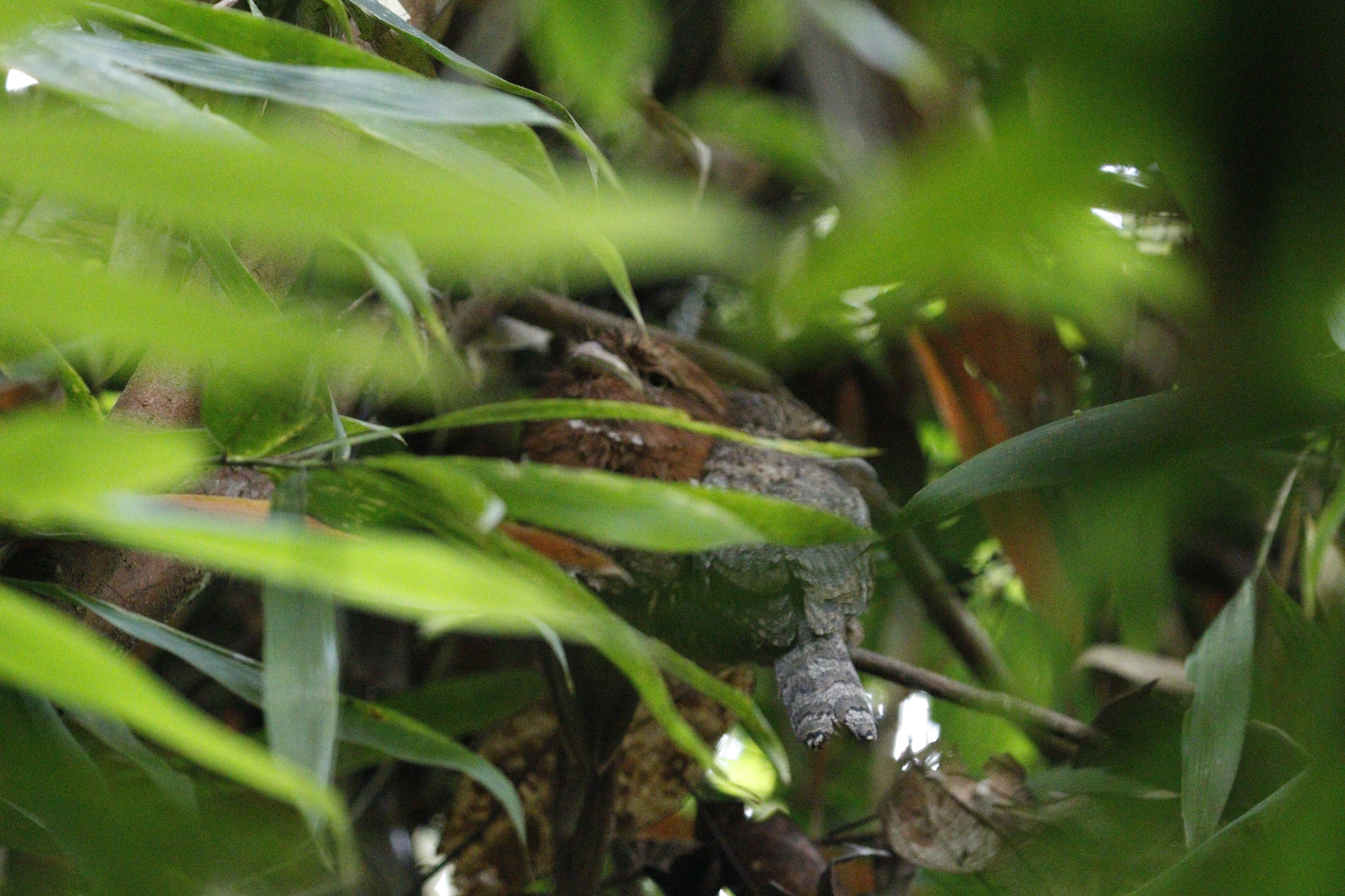 Sri Lanka Frogmouth (Batrachostomus moniliger), photo 4