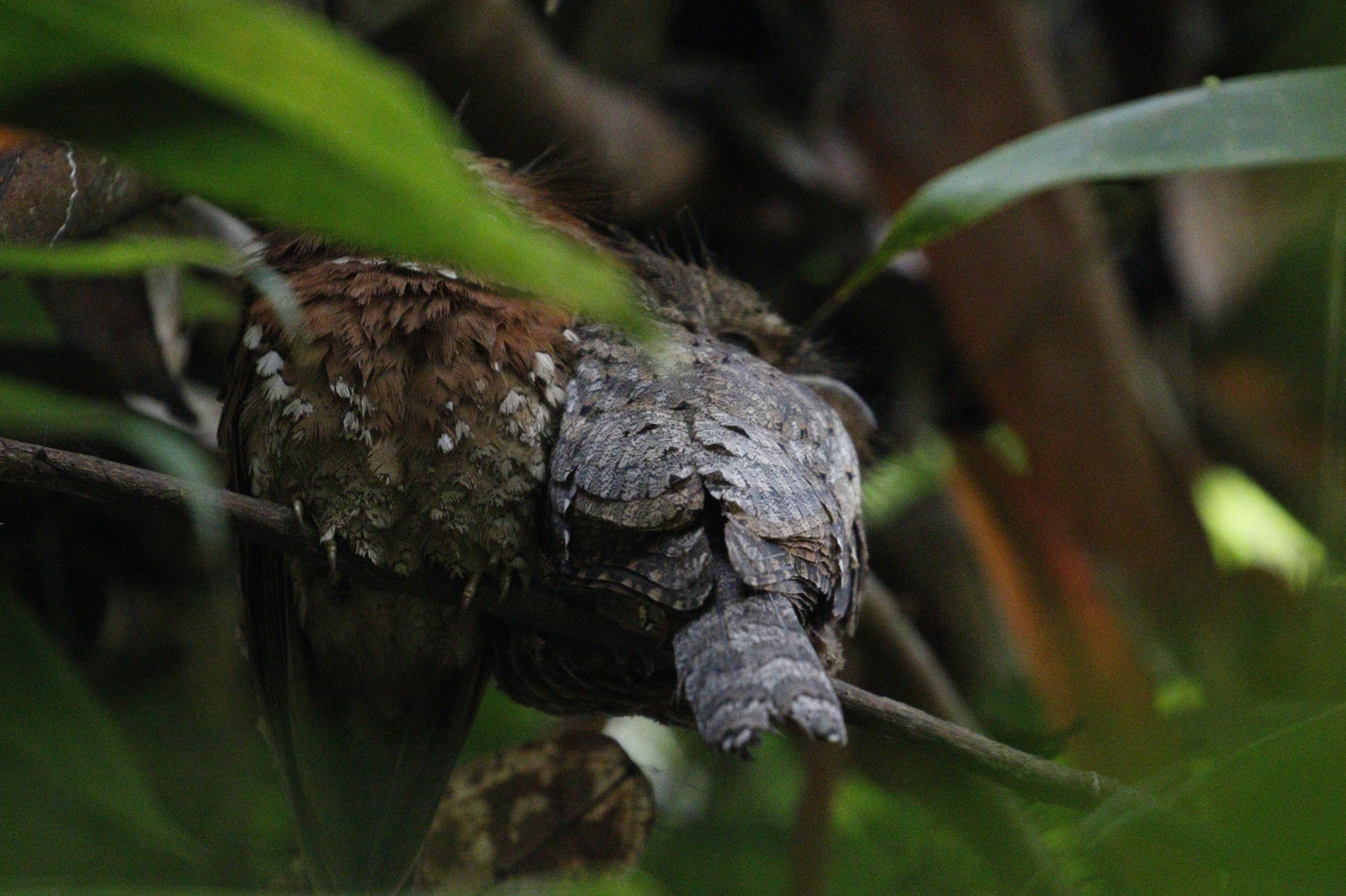 Sri Lanka Frogmouth (Batrachostomus moniliger), photo 5