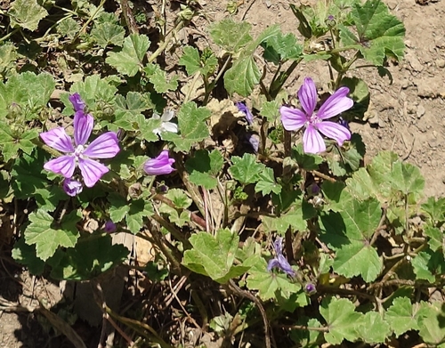 Common Mallow