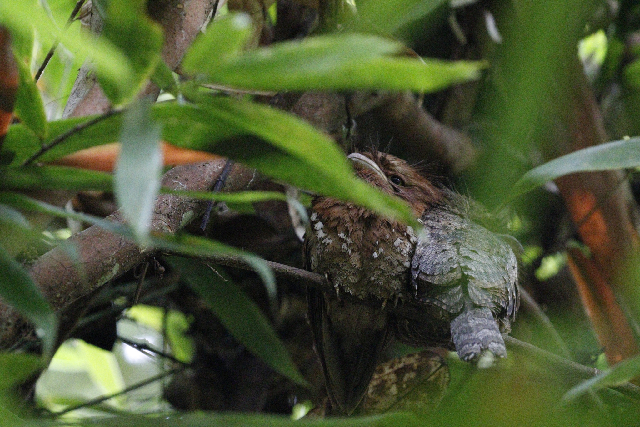 Sri Lanka Frogmouth (Batrachostomus moniliger), photo 7