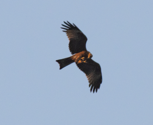 Black Kite